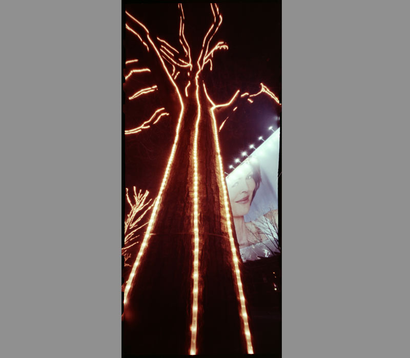 christmas baum tree weihnacht unter den linden